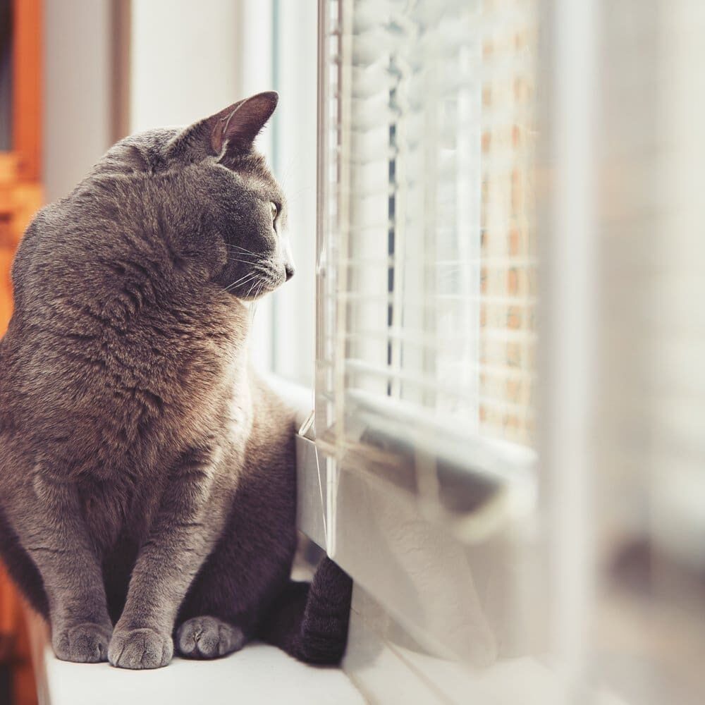 Gray Cat Looking Out Window
